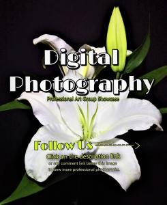 Fabulous Digital Photography Showcase